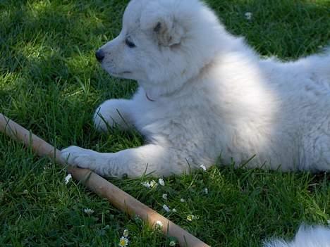 Dansk Spids Fie ( død 10 April 2020) - det er min kæb..... hold jer væk billede 4