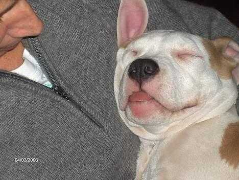 Amerikansk staffordshire terrier Prinsesse Thira RIP :( billede 14