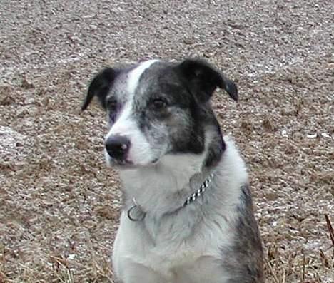 Blanding af racer Don - den lille hund billede 20