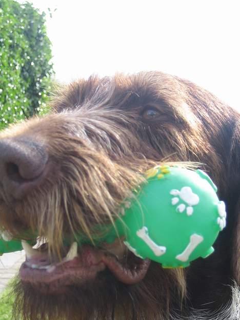 Ruhåret hønsehund Madsen billede 19