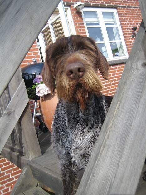 Ruhåret hønsehund Madsen billede 20