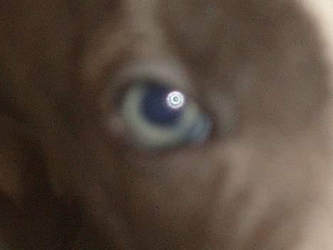 Blanding af racer Tazz billede 6