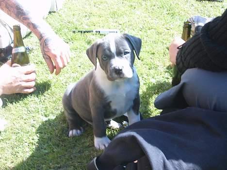 Blanding af racer Tazz billede 7