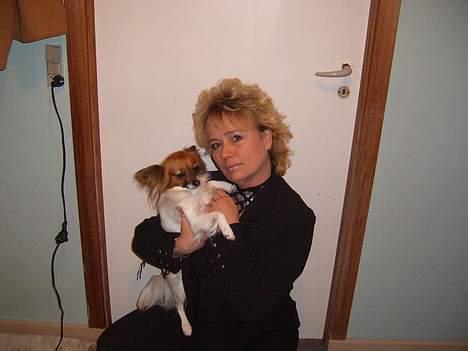 Papillon Daisy billede 7