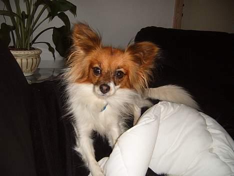 Papillon Daisy billede 8