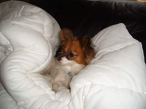 Papillon Daisy billede 9