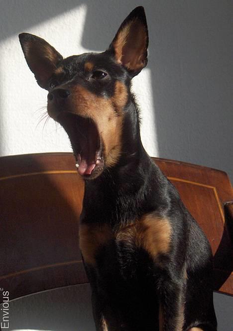 Dvaergpinscher Lille Lua Kahlúa - Godmorgen *gg* Jan 07 billede 6