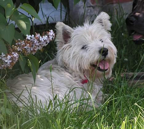 West highland white terrier Basim *Himmelhund* billede 18
