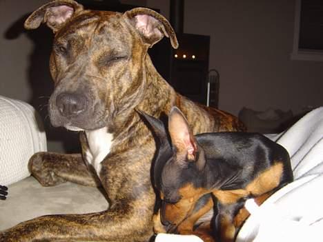 Dvaergpinscher tulle billede 17