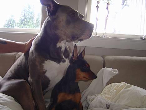 Dvaergpinscher tulle billede 18