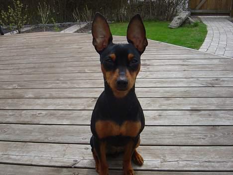Dvaergpinscher tulle billede 19