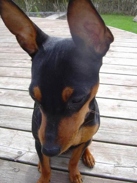 Dvaergpinscher tulle billede 20