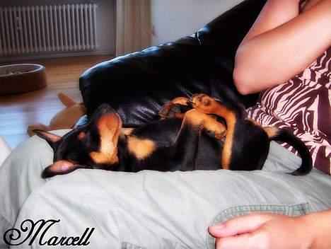 Dvaergpinscher Marcell - "Uuuuuh, lækkert med en lille lur... Mine hundekurve er da okay... Men det her... Det da kvali´..." billede 11