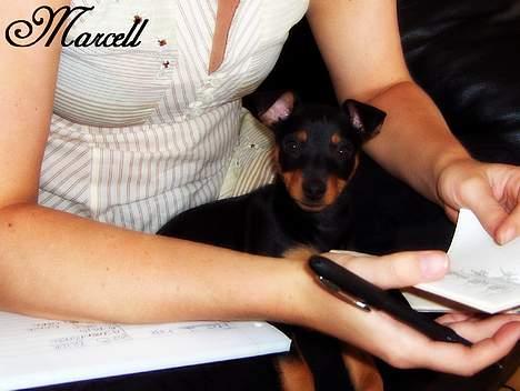 Dvaergpinscher Marcell - "Kald mig da bare Tutor-Dog... Hjælper lige mor med en opgave... Hun er godt nok ikke det hurtigste dyr i skoven da..." billede 12