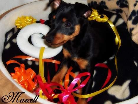 Dvaergpinscher Marcell - "Plan A : Hvis jeg ikke kigger på far så kan han ikke se mig og dermed vide at jeg har været i skabet... Lyder fornuftigt... GO!!..." billede 13