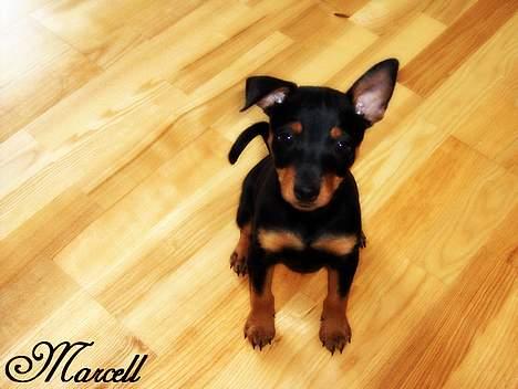 Dvaergpinscher Marcell - "Aaaarj, far fandt ud af det... Nå... Hmmmm... Plan B : Se kær, lækker, sød, dejlig og uskyldig ud... GO!!..." billede 14
