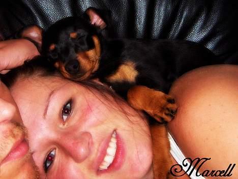 Dvaergpinscher Marcell - "Wuhuuuu, elsker når hele familien slapper af på sofaen, det´ så hyg´somt... Mor og far er sååå bløde at sove på..." billede 15
