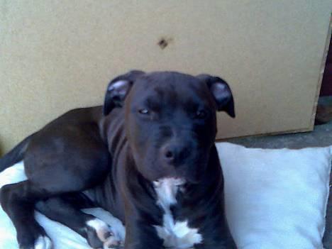 Blanding af racer Tyson - Den dejlige smukke Tyson hunden billede 1