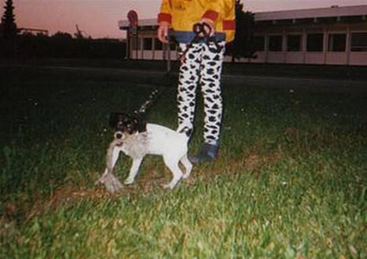 Dansk svensk gaardhund Bella *Himmelhund* - Bella som hvalp billede 10