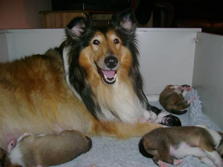 Collie langhåret Vicky - Kom og se mine børn - er de ikke søde? billede 17