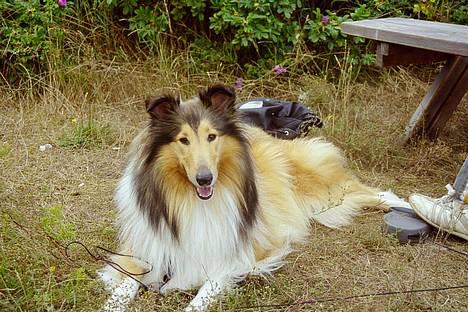 Collie langhåret Vicky - Tur til agersø, sommer 06 billede 18
