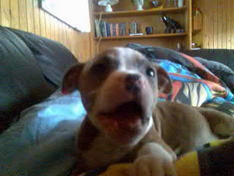 Blanding af racer Baby - vov vov siger baby! billede 1