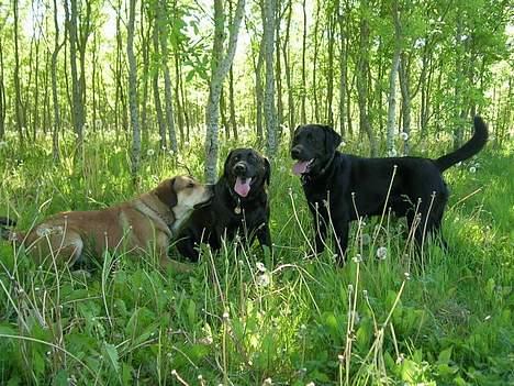Labrador retriever Molly - Molly sammen med vennerne Rollo og Bamse. Det er Molly der sidder i midten.  billede 9