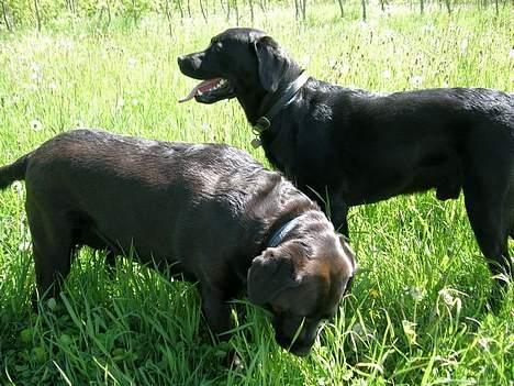 Labrador retriever Molly - Molly sammen med sin ven Bamse i hundeskoven ved Trige. billede 10