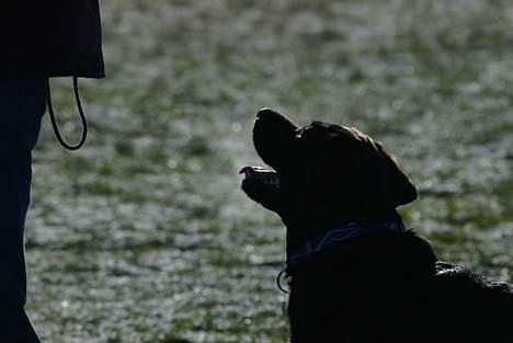 Labrador retriever Molly - Molly venter på en godbid. billede 12