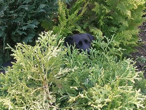 Labrador retriever Molly - Molly har fundet det køligste sted i haven. billede 13