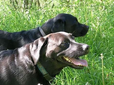 Labrador retriever Molly - Molly og Bamse i hundeskoven. billede 14