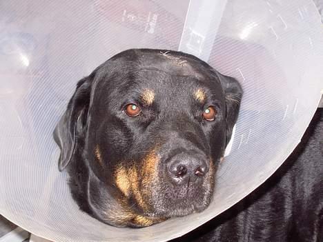 Rottweiler Balder - Basse.... nu med skærm:-) billede 11