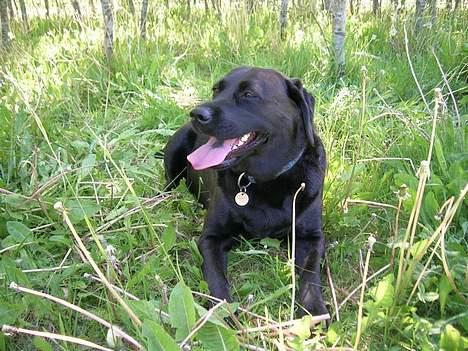Labrador retriever Molly - Puuha, det er varmt. billede 15