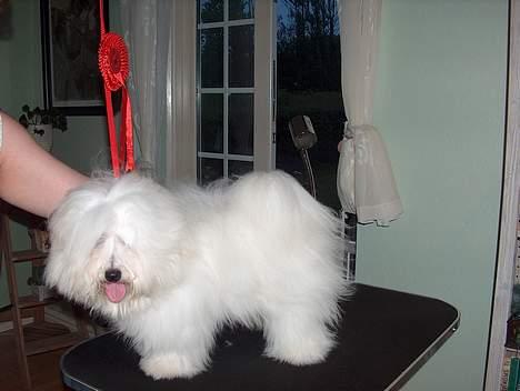 Coton de tulear Smilla - Maj 06 - Smilla er lige blevet "Bedste hvalp i Racen" på udstilling i Hillerød. billede 4