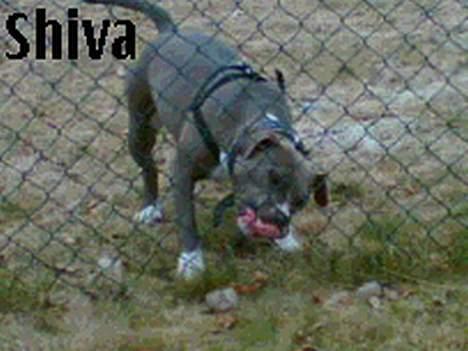 Amerikansk staffordshire terrier Victory Shiva# Prinsessen billede 19