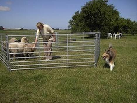 Collie langhåret Vicky - Hyrdekursus sommer 06 billede 19