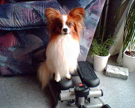 Papillon Gizmo R.I.P. - Gizmo træner på min stepmaskine for at blive en "stor" hund hi hi. billede 7