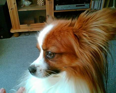 Papillon Gizmo R.I.P. - Er jeg ikke bare dejlig i profil. billede 8