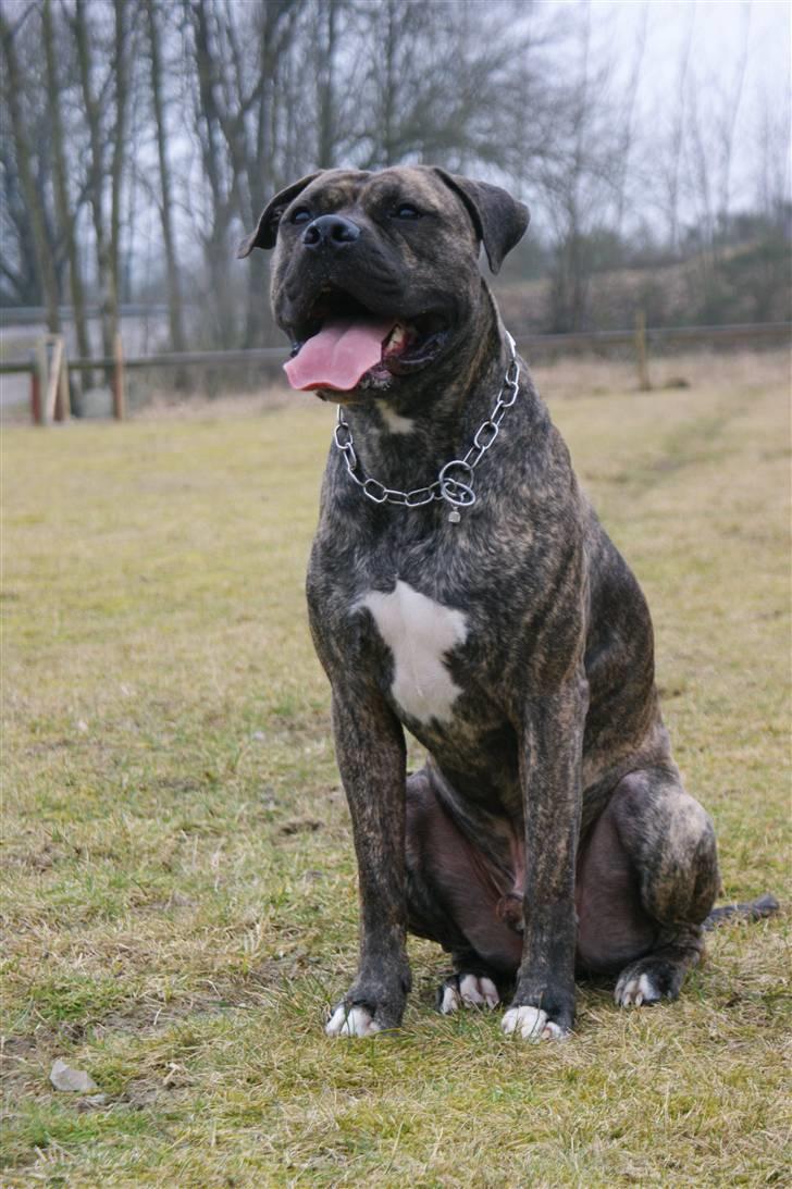 Blanding af racer Taco - Er jeg ikke en lidt smuk hanhund hva? Taget af Louise Britt billede 1