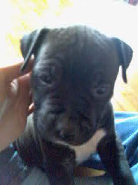 Blanding af racer Tyson - Her er Tyson ikke så gammel. Han var vist nok 6uger. er taget der hvor vi hentede ham & Rexo! billede 2