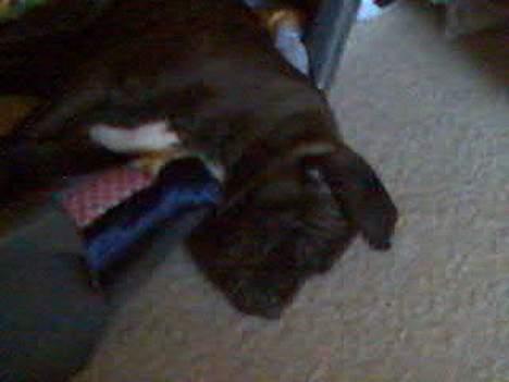 Blanding af racer Tyson - Hehe! Han var træt og stjæl brormand´s kurv!  billede 3