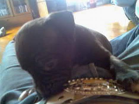 Blanding af racer Tyson - Her er han også 6uger! Taget samtidig med det andet. billede 4