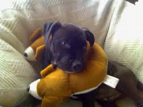 Blanding af racer Tyson - Hehe! Ja han er en klog hund han ved hvad man bruger den til. Hehe! billede 5