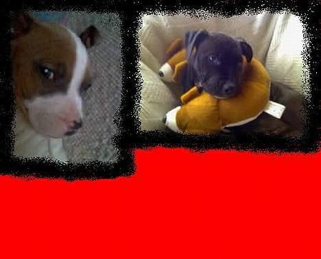 Blanding af racer Tyson - Tyson & Baby billede 6