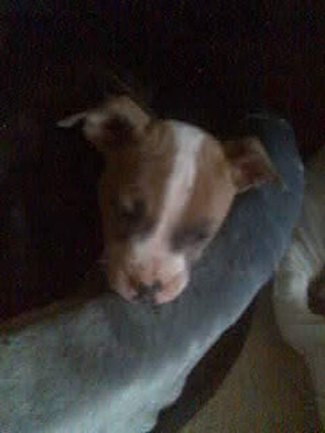 Blanding af racer Baby - Hun er vist en lille syvsover ;D billede 2