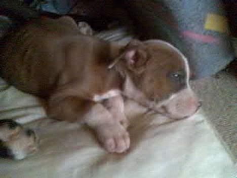 Blanding af racer Baby - Go´ morgen baby ;p billede 3