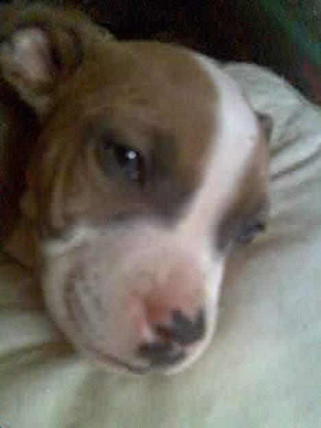 Blanding af racer Baby - Hun er vist lidt træt :P billede 4