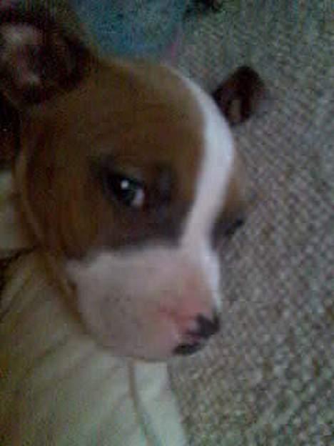 Blanding af racer Baby - Nåååårh min lille vuffi. billede 5