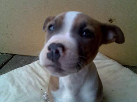 Blanding af racer Baby - Det tog lang tid af få dette billede af hende! Hun gad fanme ikke sidde stille! he ;D billede 6