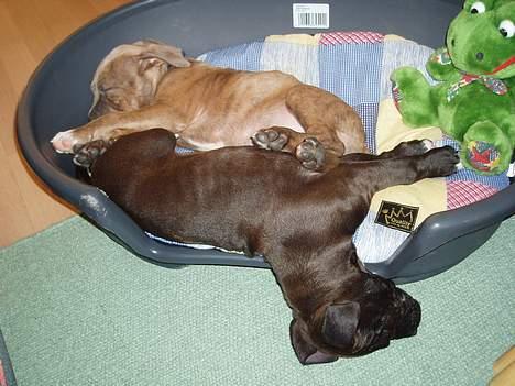 Blanding af racer Tyson - Tyson & brormand Rexo! Nårh hvor er de bare søde! og så kom bame også lige med ;D  billede 7